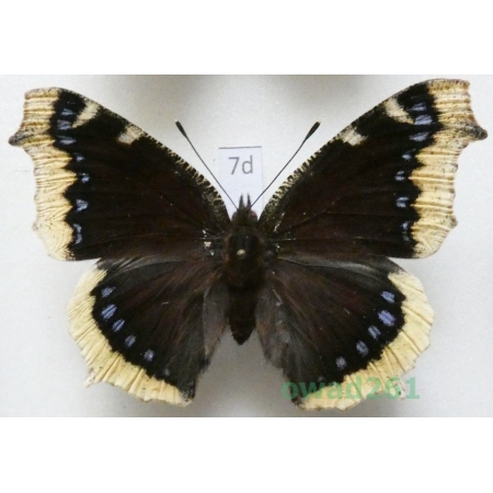 Nymphalis antiopa (Linnaeus, 1758) ex. larva Czech7d